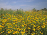 Black-Eyed Susans, Rudbeckia Hirta, in a Meadow, Eastern USA Photographie par Adam Jones