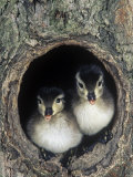 Two Wood Duck Young Peering from their Nest Hole in a Tree, Aix Sponsa, North America Photographie par Joe McDonald