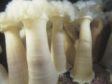 White-Plume Sea Anemones, Metridium Giganteum, California, USA Photographic Print by David Wrobel