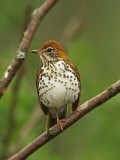 Wood Thrush, Hylocichla Mustelina, Eastern North America Photographic Print by Adam Jones