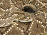 South American Rattlesnake, , Crotalus Durissus Terrificus, Adult, South America Photographic Print by Jim Merli