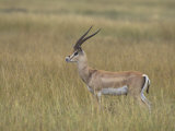 Buck Grant's Gazella, Gazella Granti, Kenya, Africa Photographic Print by John & Barbara Gerlach