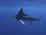 A Striped Marlin (Tetrapturus Audax), Magdalena Bay, Baja California, Mexico Photographie par Richard Herrmann