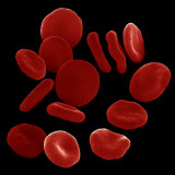 Red Blood Cells or Erythrocytes Showing their Flattened and Biconcave Shape Photographic Print by David Phillips