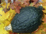 Winter Hubbard Green Squash, 'Improved Green' Photographic Print by Wally Eberhart
