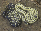 Color Variation in California King Snakes, Lampropeltis Getulus, California, USA Photographic Print by Jim Merli