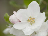Apple Blossom in the Spring - Fotografik Baskı