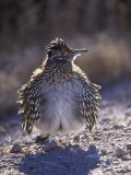 Roadrunner Sunbathing, Geococcyx Californianus, Western North America Photographie par Arthur Morris