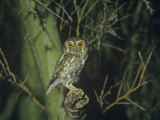 Elf Owl (Micrathene Whitneyi), Arizona, USA Photographic Print by Rick & Nora Bowers