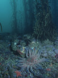 Invertebrates Living at the Base of a Giant Kelp Forest, Macrocystis Pyrifera, California, USA Photographic Print by Daniel Gotshall