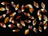 Bistort Seeds Photographic Print by Solvin Zankl