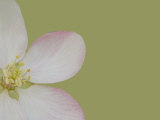 Fleur de pommier Photographie