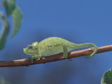 Jackson's Chameleon, Chamaeleo Jacksonii, Walking Along a Branch Near Mt. Kenya Np, Kenya, Africa Photographic Print by Don Grall