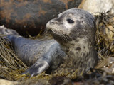 Close-Up of a Harbor Seal Pup Resting Among Seaweeds on Shore, Phoca Vitulina, North America Photographic Print by Garth McElroy