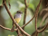 Galapagos Flycatcher, Myriarchus Magnirostris, Galapagos Islands, Ecuador Photographic Print by John & Barbara Gerlach