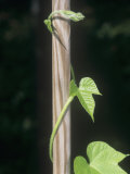 Twining Stem of a Morning Glory Plant, an Example of Thigmotropism (Ipomoea Purpurea) Lámina fotográfica por Wally Eberhart Twining Stem of a Morning Glory Plant, an Example of Thigmotropism (Ipomoea Purpurea) Lámina fotográfica por Wally Eberhart