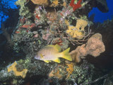 Schoolmaster Snapper (Lutjanus Apodus) Among Corals, Caribbean Photographic Print by Joan Richardson