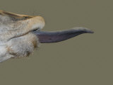 Giraffe Tongue Photographic Print