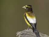 A Male Evening Grosbeak, Coccothraustes Vespertinus, Eastern USA Photographic Print by Garth McElroy