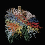 Resin Cast of Lungs, Bronchial Tree Photographic Print by Ralph Hutchings