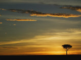 Acacia Tree Silhouetted at Sunrise, Masai Mara, Kenya Photographic Print by Adam Jones