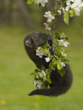 Fisher, Martes Pennanti, Juvenile Hanging from a Flowering Tree Branch, North America Lámina fotográfica por Jack Michanowski