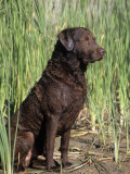 Chesapeake Bay Retriever Sitting by Reeds Photographie par Cheryl Ertelt