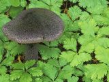Violet Cortinarius Mushroom, Cascade Mountains, Washington, USA Photographic Print by Bradley Mitchell
