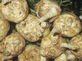 Celeriac, Celery Root (Apium Graveolens Var. Rapaceum) Native to Western, Southern Europe Photographic Print by Ken Lucas