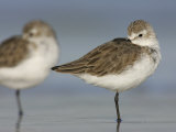 Western Sandpipers in Winter Plumage Sleeping, Calidris Mauri, North America Photographic Print by Arthur Morris