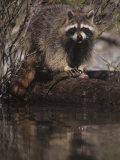 Raccoon, Procyon Lotor, Eating a Trout Caught in a Forest Stream, North America Fotografisk tryk af Joe McDonald Raccoon, Procyon Lotor, Eating a Trout Caught in a Forest Stream, North America Fotografisk tryk af Joe McDonald