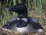 Common Loon on its Nest, Gavia Immer, North America Photographic Print by Gary Meszaros