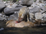 Coyote, Canis Latrans, Eating an Elk, Cervus Elaphus, Yellowstone National Park, Wyoming, USA Photographic Print by Charles Melton