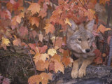 Coyote Hunting from a Sheltered Site Among Fall Leaves (Canis Latrans), North America Photographic Print by Tom Walker