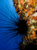 Long-Spined Sea Urchin (Diadema Paucispinum) Among Encrusting Red Sponges, Hawaii, USA Fotografisk tryk af David Fleetham