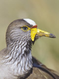 Wattled Plover Head, Vanellus Senegallus, Kenya, Africa Lámina fotográfica por Joe McDonald Wattled Plover Head, Vanellus Senegallus, Kenya, Africa Lámina fotográfica por Joe McDonald