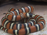 Utah Mountain Kingsnake, Lampropeltis Pyromelana Infralabialis, Western USA Lámina fotográfica por Gerold & Cynthia Merker Utah Mountain Kingsnake, Lampropeltis Pyromelana Infralabialis, Western USA Lámina fotográfica por Gerold & Cynthia Merker