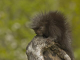 Common Porcupine Juvenile, Erethizon Dorsatum, North America Photographic Print by Jack Michanowski