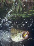 Largemouth Bass, Surface Lure Photographic Print by Wally Eberhart