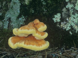 Sulfur or Chicken Mushrooms Growing on a Tree Trunk, Laetiporus Sulphureus, North America Photographic Print by Fritz Polking