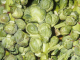 Brussels Sprouts on Stalks (Brassica Oleracea Gemmifera) Developed in Brussels, Belgium Photographic Print by Ken Lucas