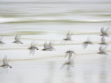 Red Knot Flock in Flight (Calidris Canutus), Eastern North America Photographie par Arthur Morris