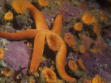 A Blood Sea Star, Henricia Leviuscula, and Cup Corals, Point Lobos, California, USA Photographic Print by David Wrobel
