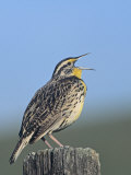 Western Meadowlark Singing (Sturnella Neglecta), North America Photographie par Steve Maslowski