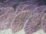 Sand Dollars (Dendraster Excentricus), Eastern Pacific Ocean Photographic Print by Ken Lucas