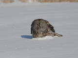 Great Gray Owl (Strix Nebulosa) Hunting Photographic Print by Robert Servrancky