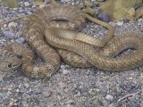 Red Racer or Coachwhip, Masticophis Flegellum Piceus, Southwestern USA Lámina fotográfica por Gerold & Cynthia Merker