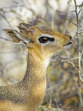 Kirk's Dikdik Eating a Shrub Leaf, Madoqua Kirkii, Etosha Pan National Park, Namibia, Africa Photographic Print by Gerald & Buff Corsi