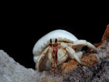 Land Hermit Crab, Maldives, Indian Ocean, Meemu Atoll Photographic Print by Reinhard Dirscherl