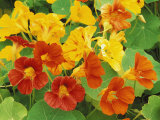 Nasturtium Flower Color Varieties, Tropaeolum, USA Photographic Print by Adam Jones